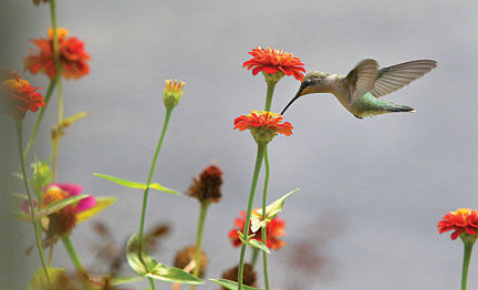hummingbird.jpg